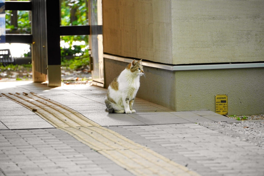 孤独な猫