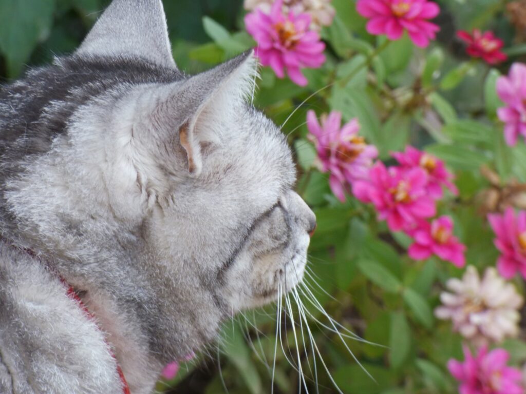 見つめる猫