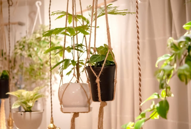 つるし植物