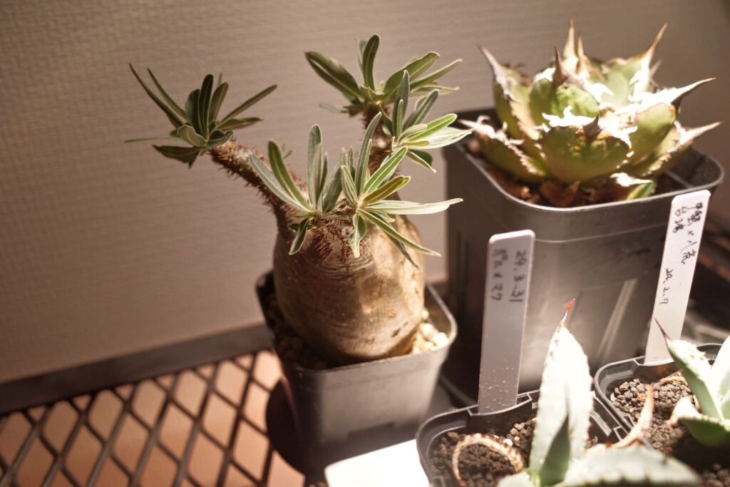 アガベとグラキリス